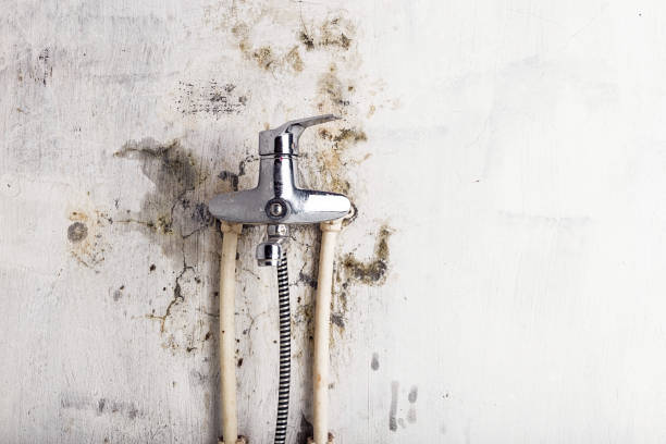 Best Same-Day Mold Removal  in Belfair, WA