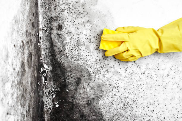 Best Crawl Space Mold Removal  in Belfair, WA