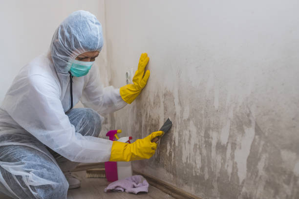 Best Water Damage Restoration  in Belfair, WA