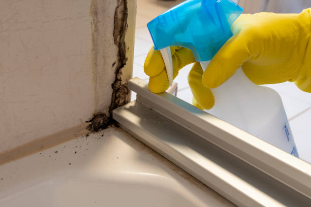 Crawl Space Mold Removal in Belfair, WA