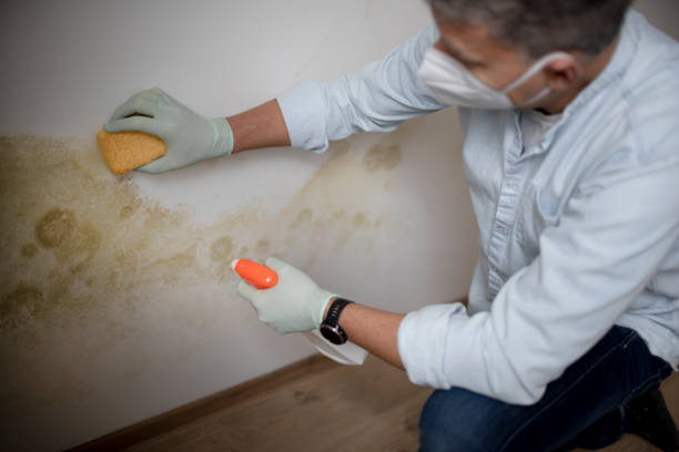 Best Office Mold Removal Services  in Belfair, WA