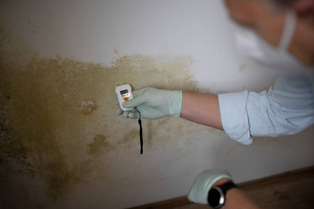 Best Local Mold Removal Service  in Belfair, WA