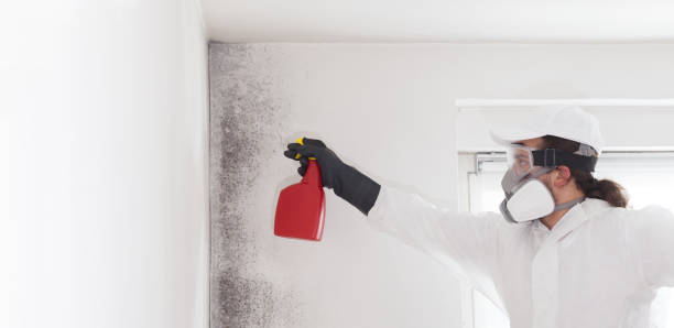 Best Certified Mold Removal  in Belfair, WA