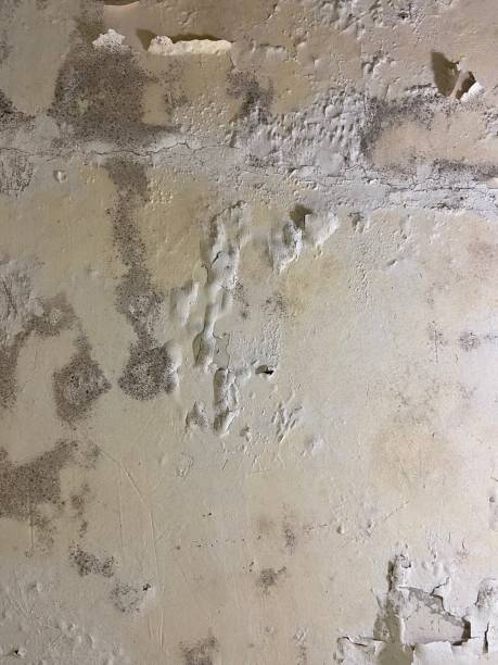 Best Mold Removal Company Near Me  in Belfair, WA