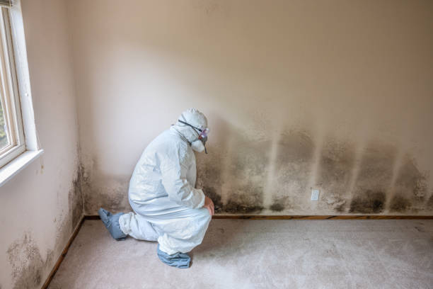 Best Professional Mold Removal  in Belfair, WA