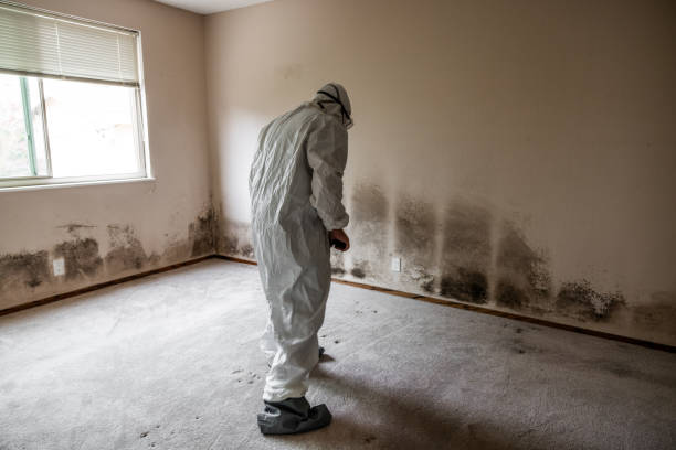 Professional Mold Removal in Belfair, WA