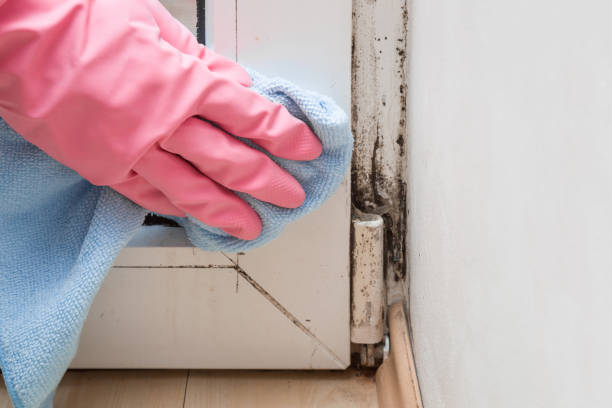 Best Water Damage Restoration  in Belfair, WA