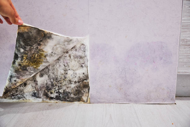 Best Office Mold Removal Services  in Belfair, WA